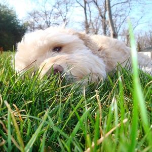 Meet your Posher, Conor